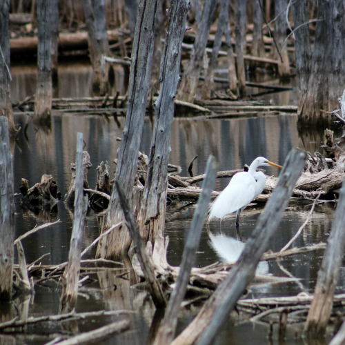 Visitor at the Swamp