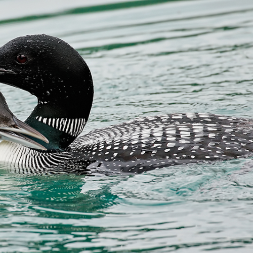 Common Loon and chick