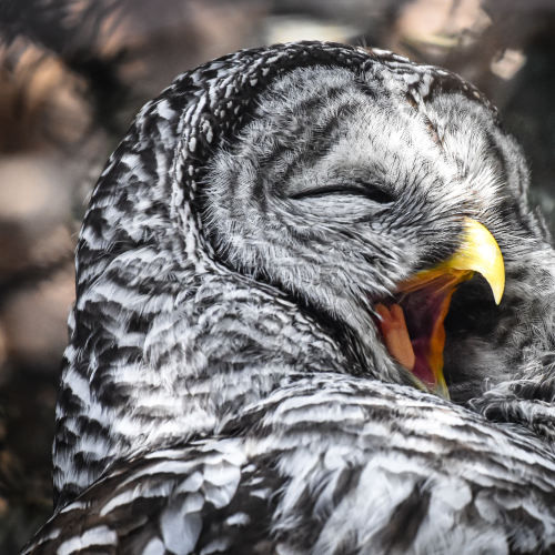 Yawning Barred Owl