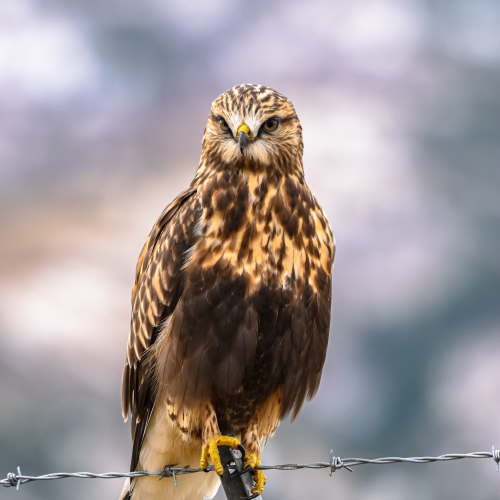 Rough-legged Hawk