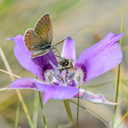 Butterfly and Bee on Mariposa Lily