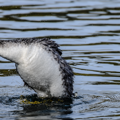 Western Grebe Water Dance