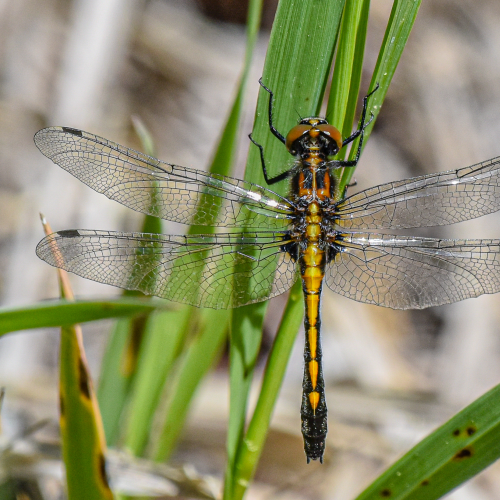 Dragonfly