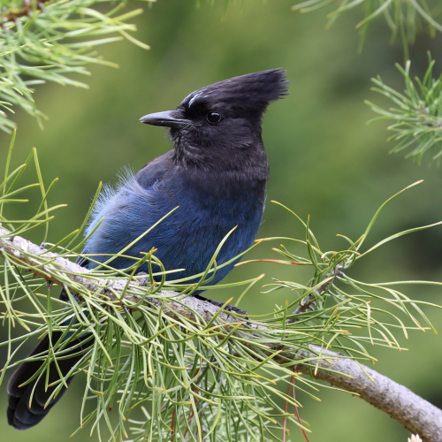 Steller's Jay