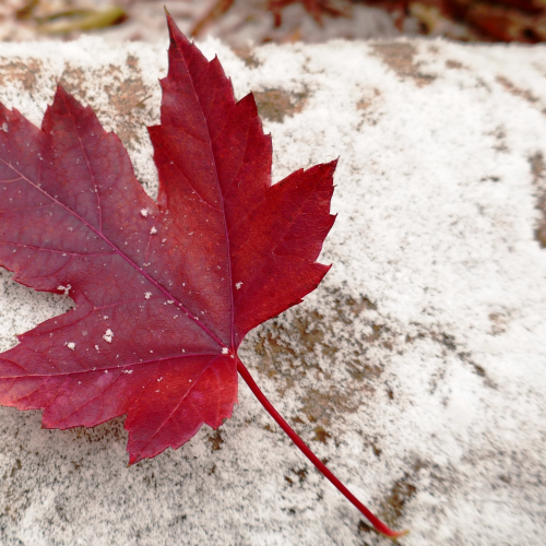 Maple Leaf in Snow