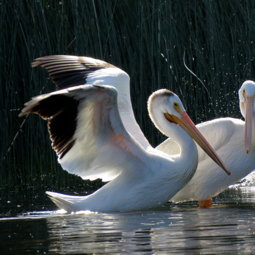 American Pelican