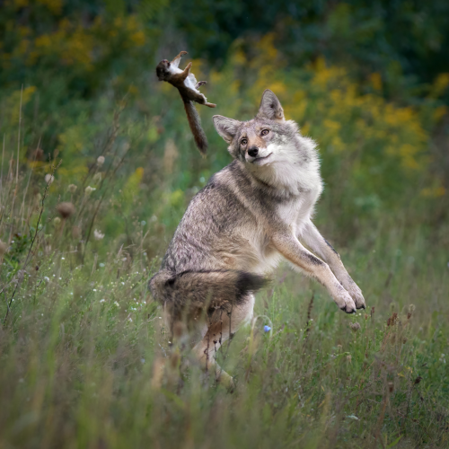 Flying Squirrel