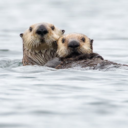 Mother and young one
