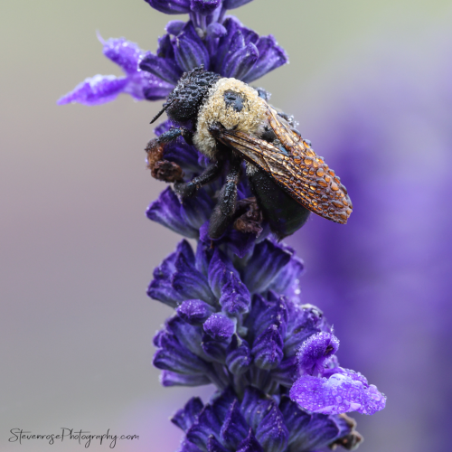 Dew covered bee