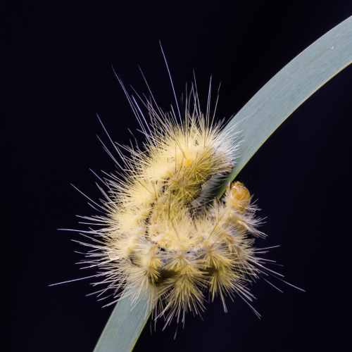 Toothbrush caterpiller