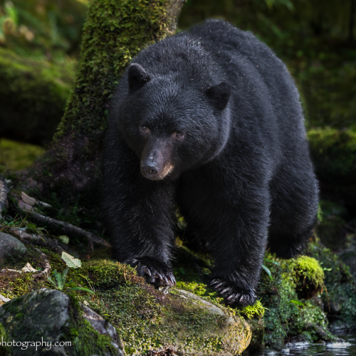 Rain forest black bear