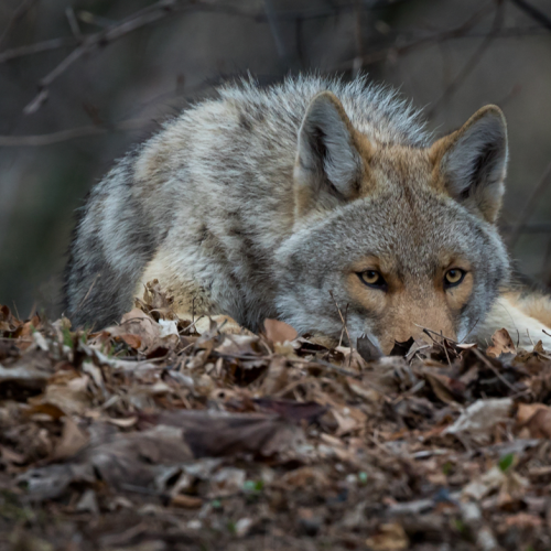 Watchful coyote