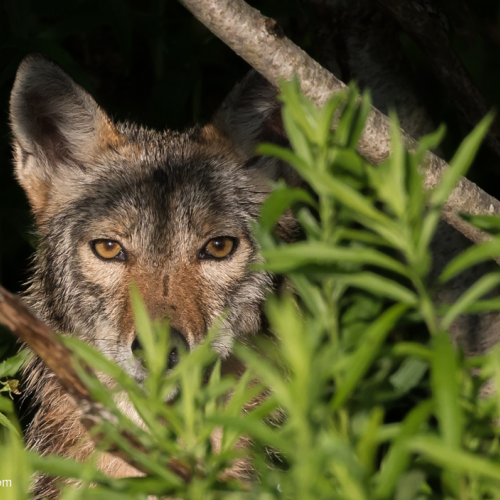 Watchful coyote