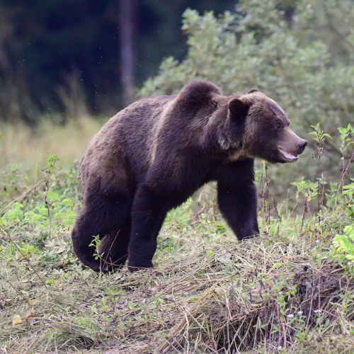 Grizzly With A Smile !