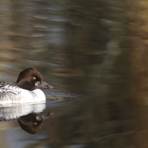 Slow paddler