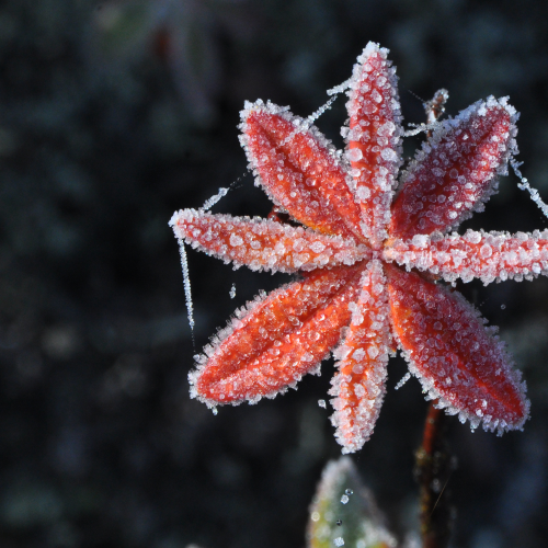 givre