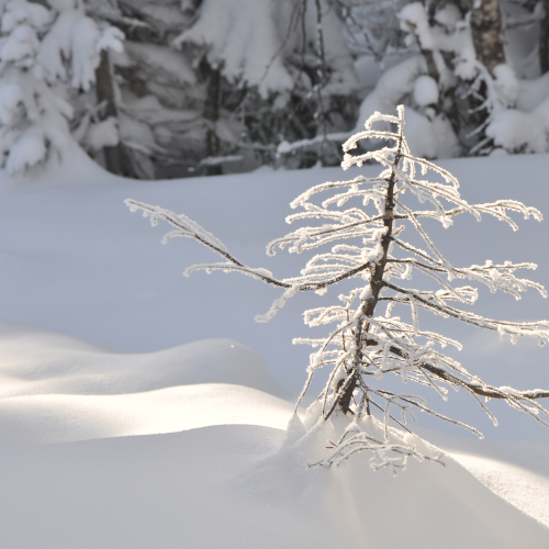 dancing_tree
