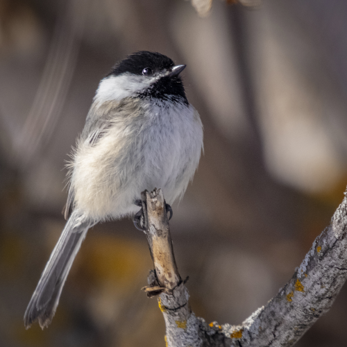 My Little Chickadee