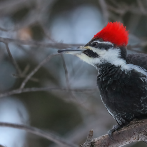 Pileated on Guard