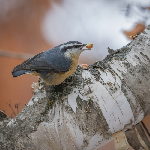 Red Breasted Nuthatch