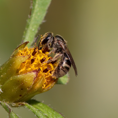 Bee With Pollen