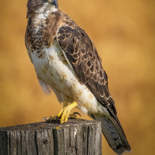Swainson Hawk