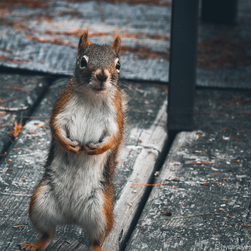 Red squirrel ready to square up