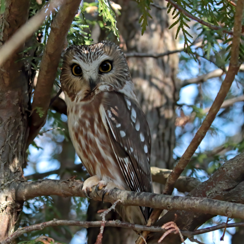 Northern Saw-whet Owl