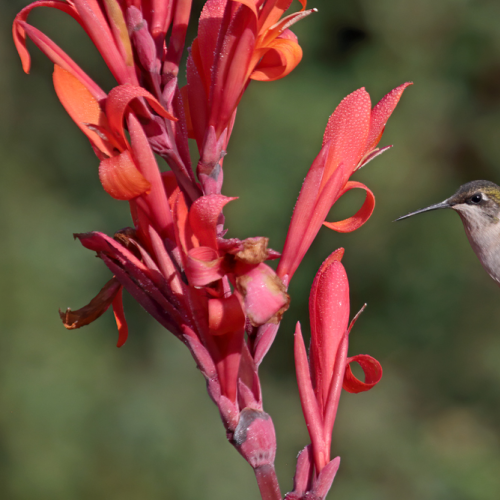 Female Ruby-throated Hummingbird
