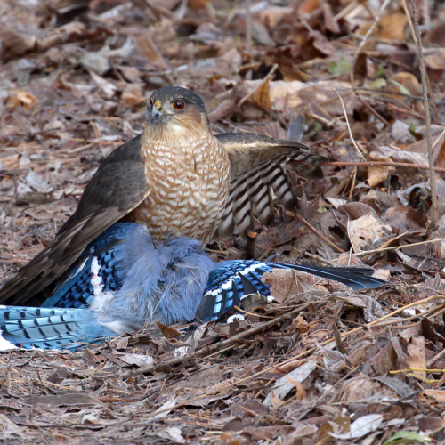 Sharp-shinned Hawk with Meal
