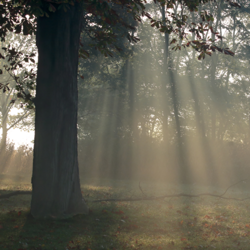 Sunbeams though the Trees