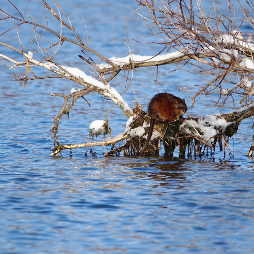 Muskrat