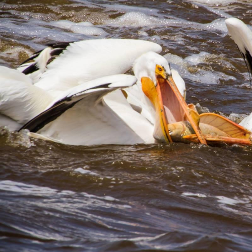 The Catch