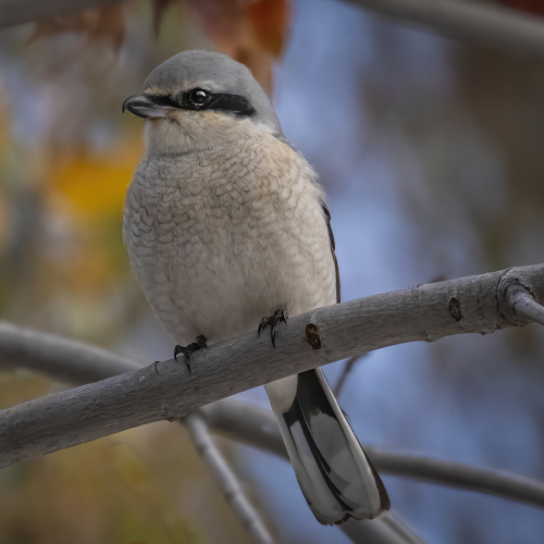 The Butcher Bird 