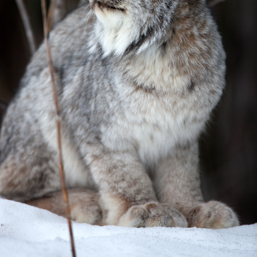 Canada Lynx 2