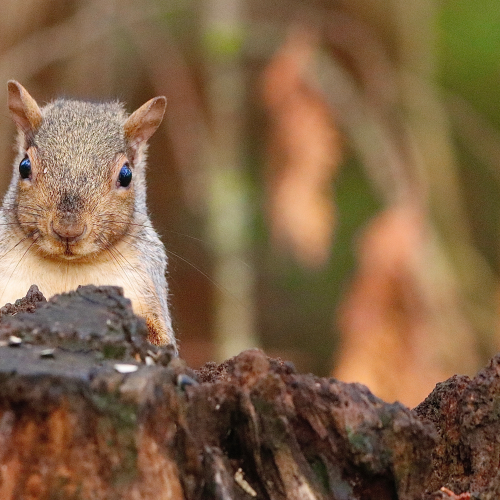 Grey Squirrel Staring At Me