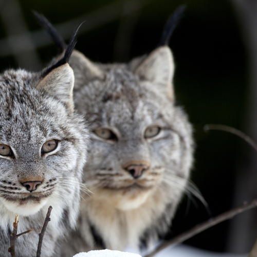 Canada Lynx Kitten and Mother
