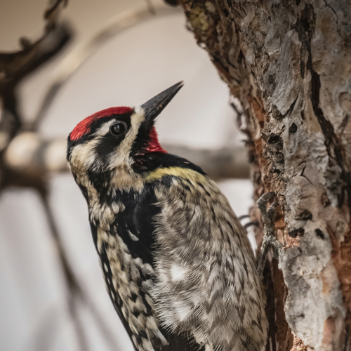 Yellow Bellied Sapsucker
