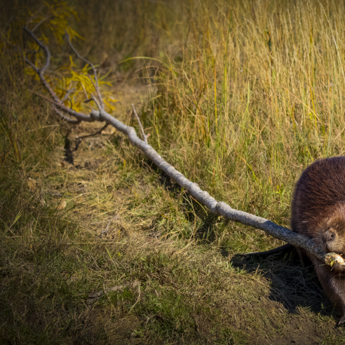 A Beaver's Work is Never Done