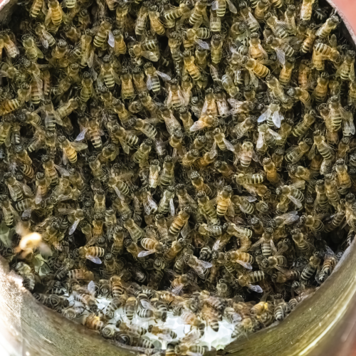A Busy Hive
