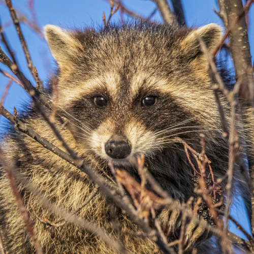 A Rascally Raccoon
