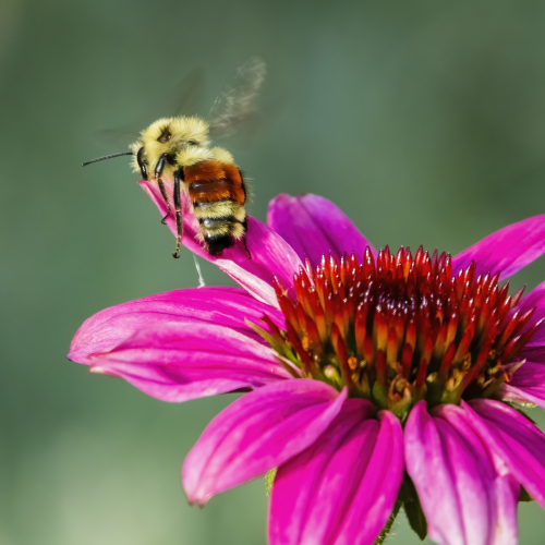 Buzzy at Work