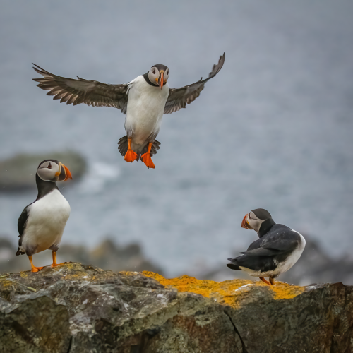 Coming in for a Landing