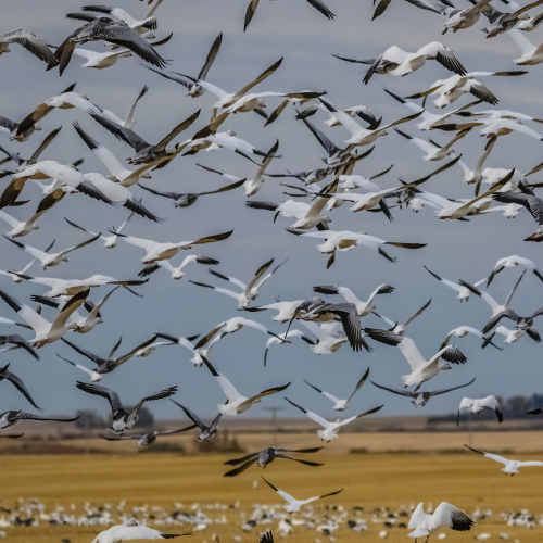 Snow Geese Aflight