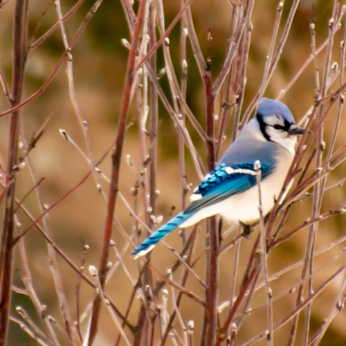 Blue Jay