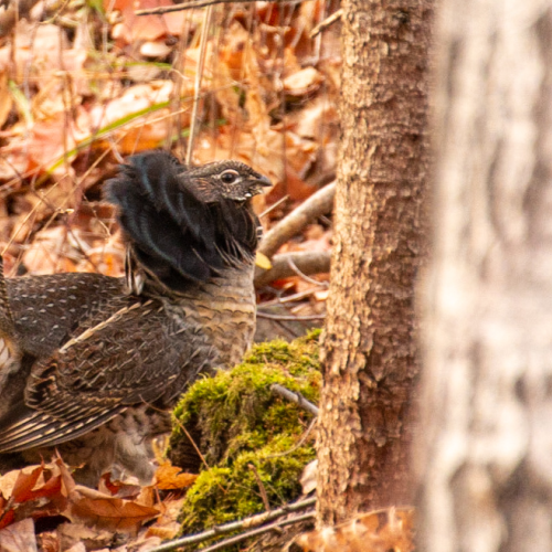 Ruffed Grouse
