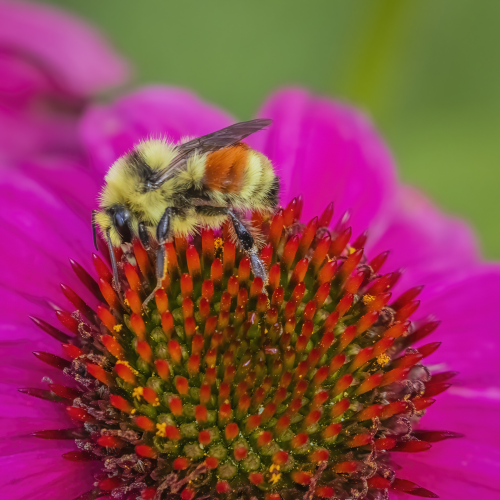 The Pollen Collector