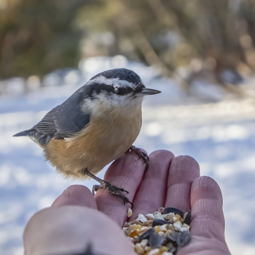 A Bird in the Hand