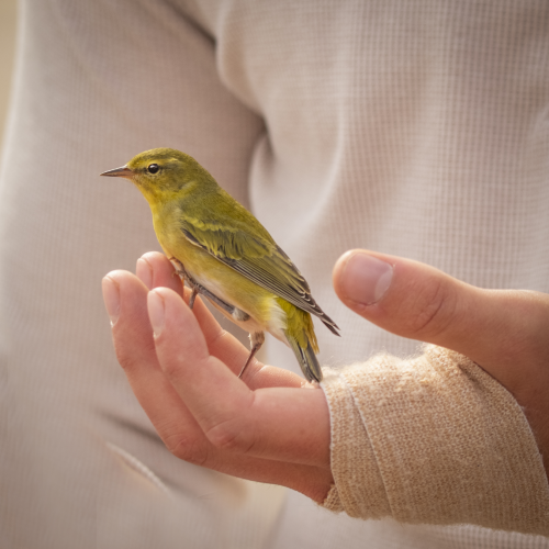 A Friendly Yellow Warbler