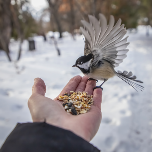 Coming in for a Snack